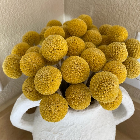 10 STEMS Dried Flowers Craspedia Billy Balls - Picture 2 of 11